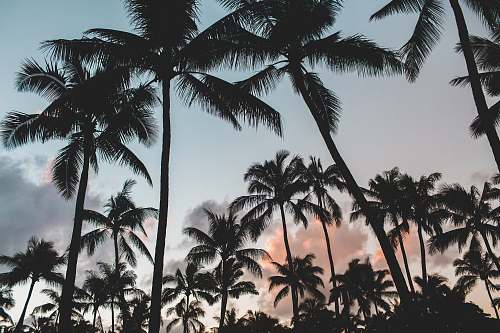 tree gray scale photography of coconut trees during daytime palm trees